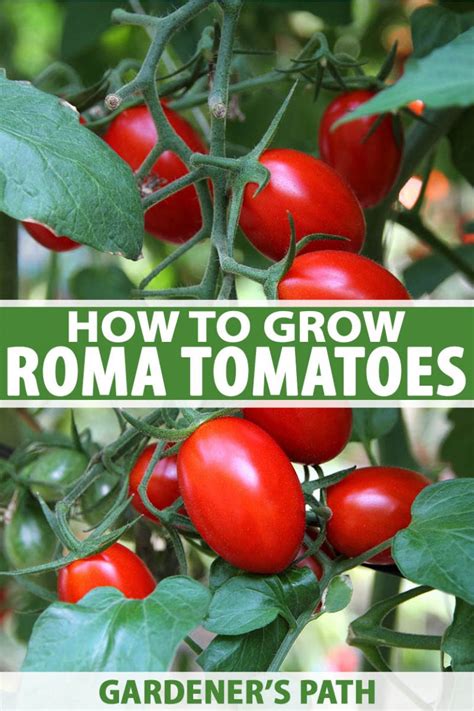 How to Plant and Grow Roma Tomatoes 